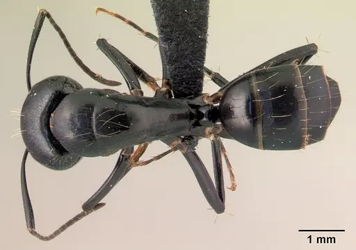 Camponotus dromedarius specimen CASENT0179456 image casent0179456_1