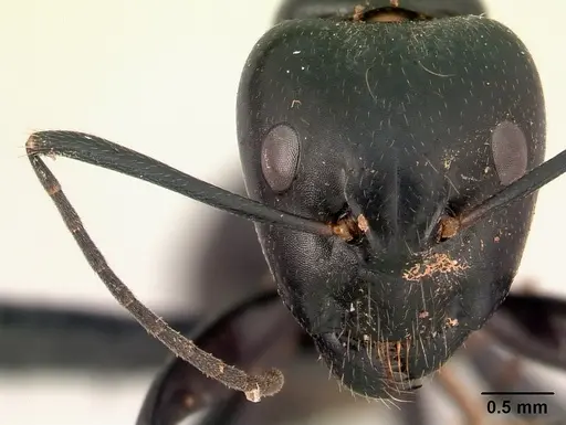 Camponotus dromedarius specimen CASENT0179456 image casent0179456_2