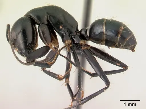 Camponotus dromedarius specimen CASENT0179456 image casent0179456_3