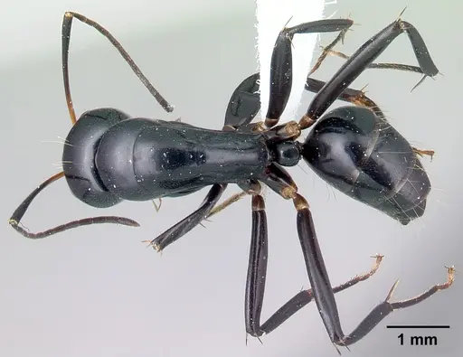 Camponotus dromedarius specimen CASENT0191645 image casent0191645_1