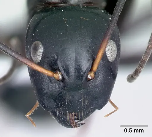 Camponotus dromedarius specimen CASENT0191645 image casent0191645_2