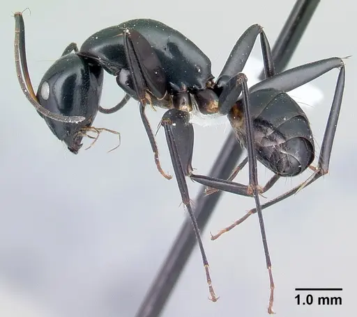 Camponotus dromedarius specimen CASENT0191645 image casent0191645_3
