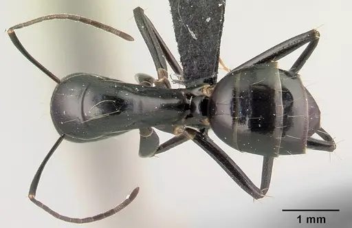 Camponotus dromedarius specimen CASENT0496817 image casent0496817_1