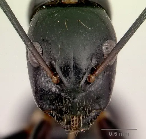 Camponotus dromedarius specimen CASENT0496817 image casent0496817_2