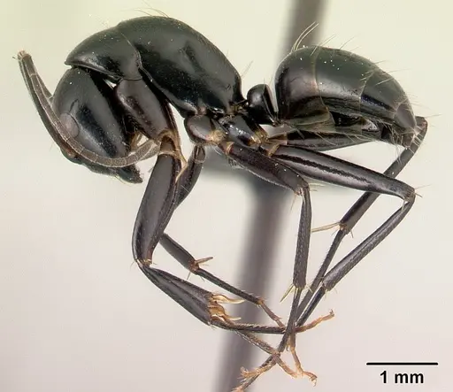 Camponotus dromedarius specimen CASENT0496817 image casent0496817_3