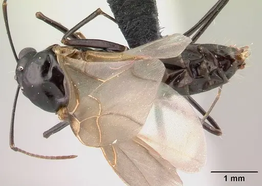 Camponotus dromedarius specimen CASENT0496818 image casent0496818_1