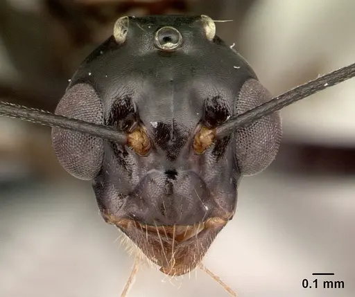 Camponotus dromedarius specimen CASENT0496818 image casent0496818_2