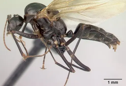 Camponotus dromedarius specimen CASENT0496818 image casent0496818_3