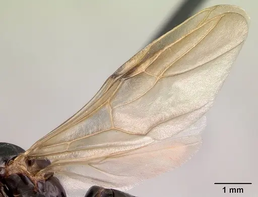 Camponotus dromedarius specimen CASENT0496818 image casent0496818_4
