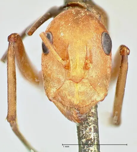 Camponotus druryi specimen FOCOL2483 image focol2483_1