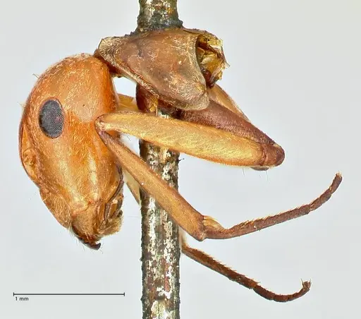 Camponotus druryi specimen FOCOL2483 image focol2483_2