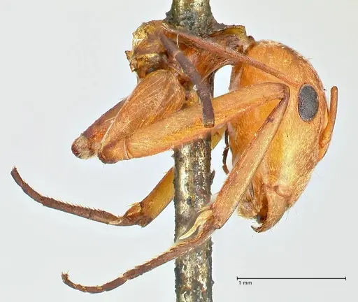 Camponotus druryi specimen FOCOL2483 image focol2483_3