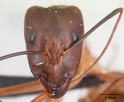 Camponotus dufouri specimen CASENT0060457 image casent0060457_2