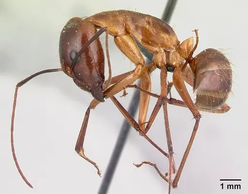 Camponotus dufouri specimen CASENT0060457 image casent0060457_3