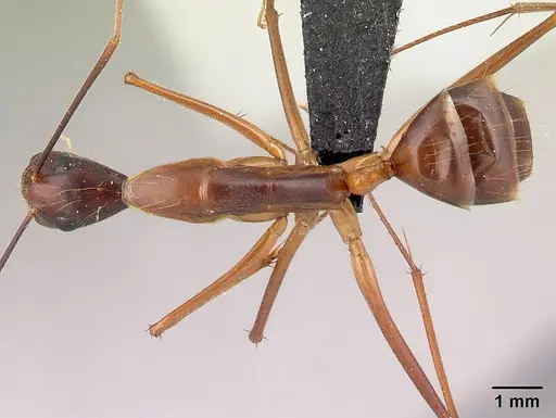 Camponotus dufouri specimen CASENT0060837 image casent0060837_1