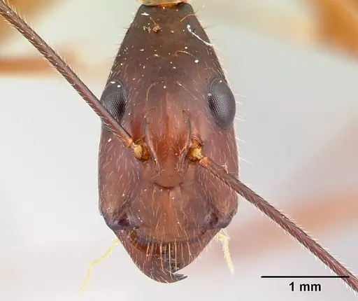 Camponotus dufouri specimen CASENT0060837 image casent0060837_2