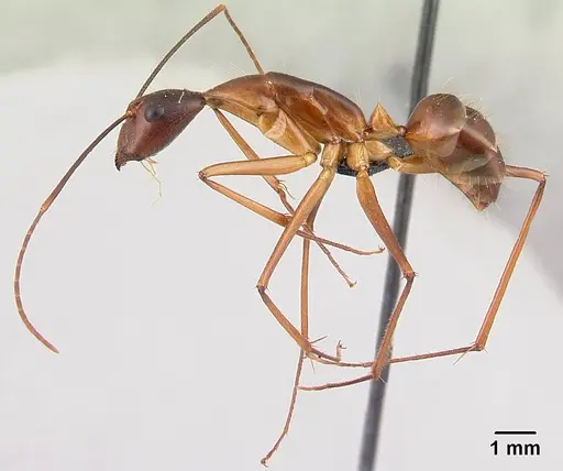 Camponotus dufouri specimen CASENT0060837 image casent0060837_3