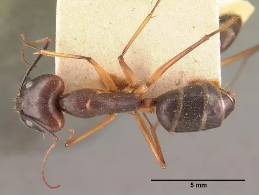 Camponotus dufouri specimen CASENT0101644 image casent0101644_1