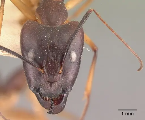 Camponotus dufouri specimen CASENT0101644 image casent0101644_2