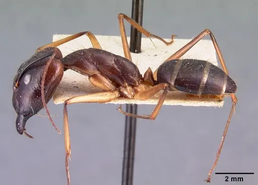 Camponotus dufouri specimen CASENT0101644 image casent0101644_3