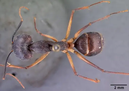 Camponotus dufouri specimen CASENT0101669 image casent0101669_1