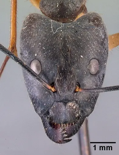 Camponotus dufouri specimen CASENT0101669 image casent0101669_2