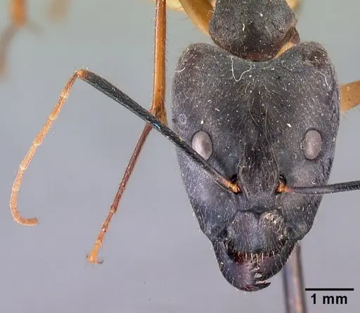 Camponotus dufouri specimen CASENT0101669 image casent0101669_3