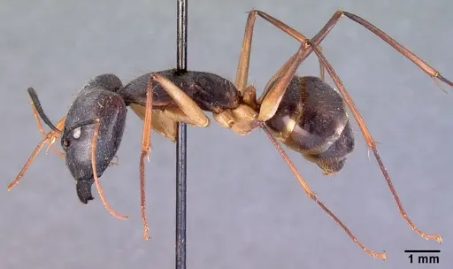 Camponotus dufouri specimen CASENT0101669 image casent0101669_4