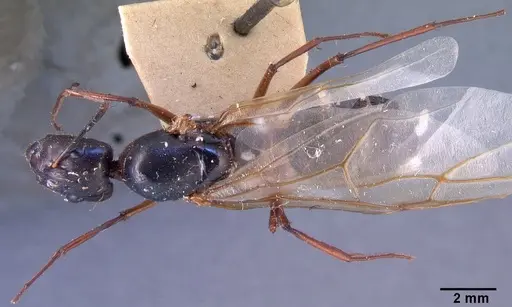 Camponotus dufouri specimen CASENT0101679 image casent0101679_1