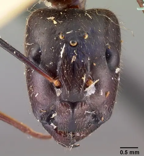Camponotus dufouri specimen CASENT0101679 image casent0101679_2