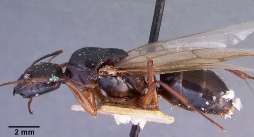 Camponotus dufouri specimen CASENT0101679 image casent0101679_3