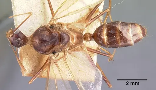 Camponotus dufouri specimen CASENT0101685 image casent0101685_1