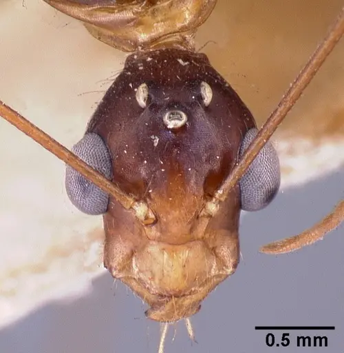 Camponotus dufouri specimen CASENT0101685 image casent0101685_2