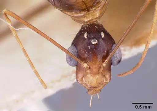 Camponotus dufouri specimen CASENT0101685 image casent0101685_3