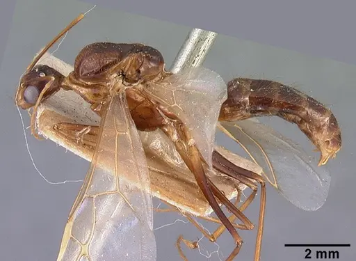 Camponotus dufouri specimen CASENT0101685 image casent0101685_4