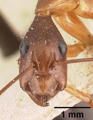 Camponotus dufouri specimen CASENT0101812 image casent0101812_2