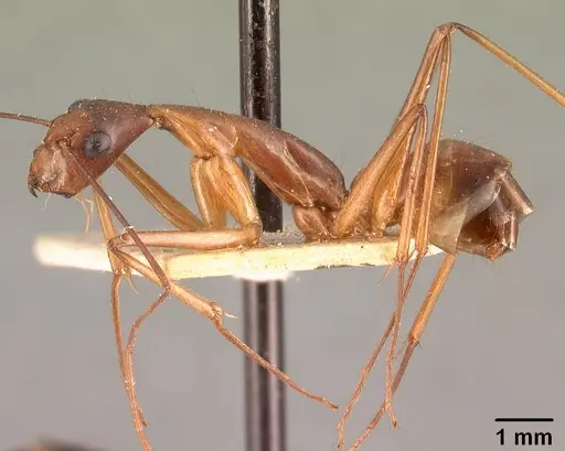 Camponotus dufouri specimen CASENT0101812 image casent0101812_3