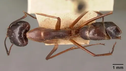 Camponotus dufouri specimen CASENT0101828 image casent0101828_1