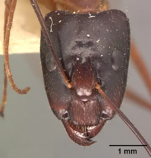 Camponotus dufouri specimen CASENT0101828 image casent0101828_2