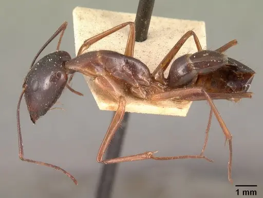 Camponotus dufouri specimen CASENT0101828 image casent0101828_3