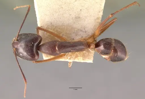Camponotus dufouri specimen CASENT0101919 image casent0101919_1