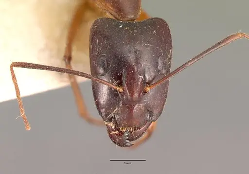Camponotus dufouri specimen CASENT0101919 image casent0101919_2