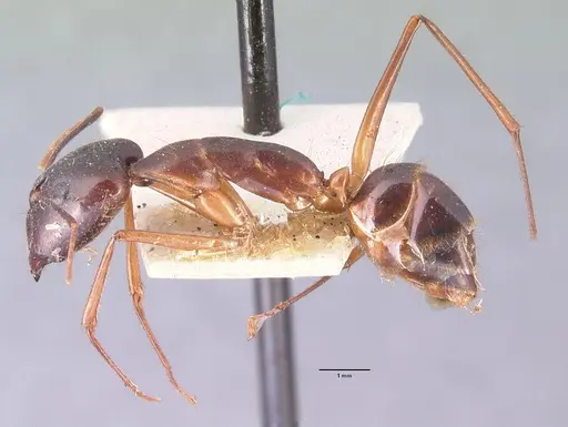 Camponotus dufouri specimen CASENT0101919 image casent0101919_3