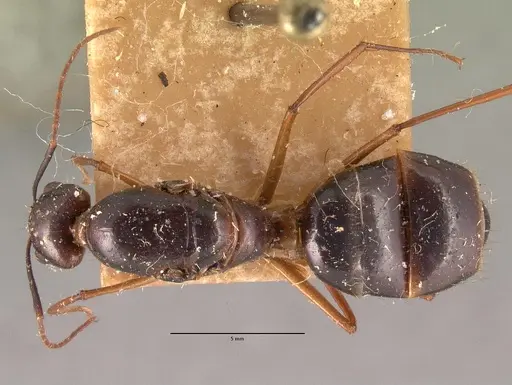 Camponotus dufouri specimen CASENT0101942 image casent0101942_1