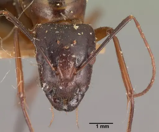 Camponotus dufouri specimen CASENT0101942 image casent0101942_2