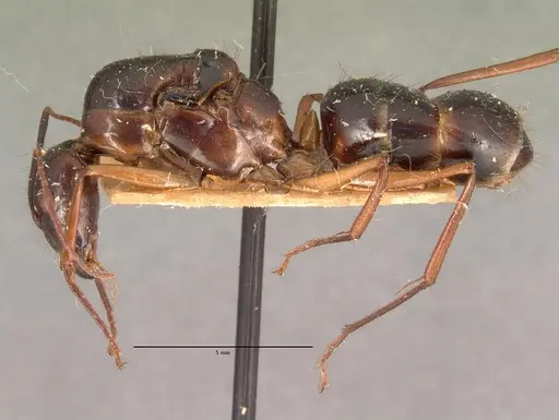 Camponotus dufouri specimen CASENT0101942 image casent0101942_3