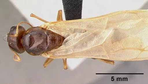 Camponotus dufouri specimen CASENT0121884 image casent0121884_1