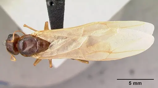 Camponotus dufouri specimen CASENT0121884 image casent0121884_2