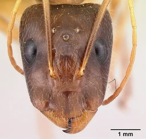 Camponotus dufouri specimen CASENT0121884 image casent0121884_3