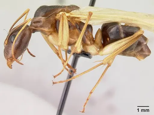 Camponotus dufouri specimen CASENT0121884 image casent0121884_4